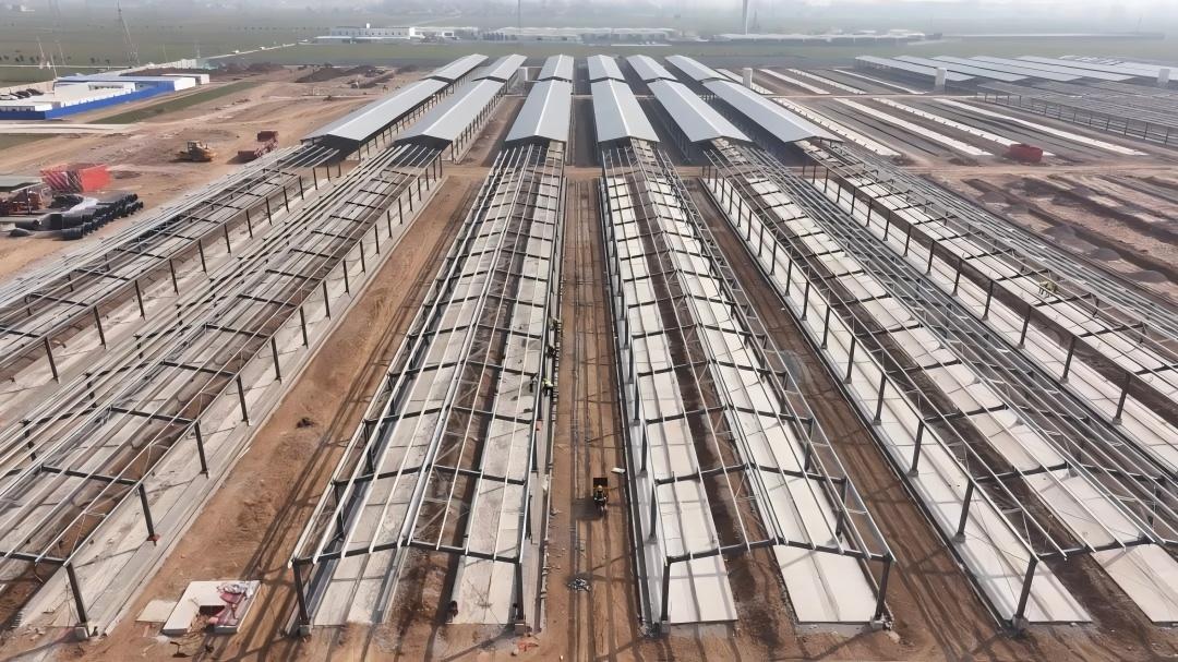 Mega Scale Steel Structure Poultry Farm Under Construction