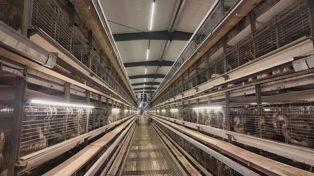Completed interior with advanced poultry equipment and multi-tier cages
