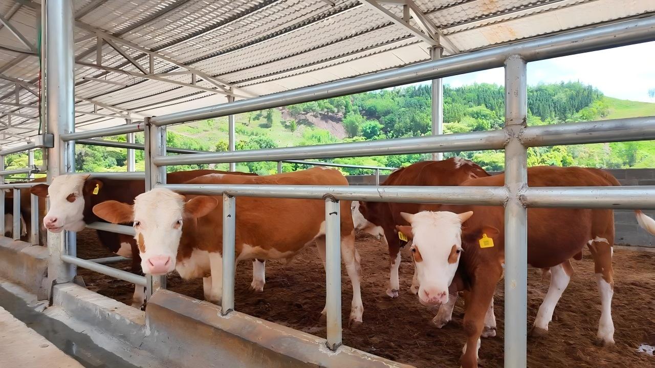 Galvanized cow free stalls and guardrails