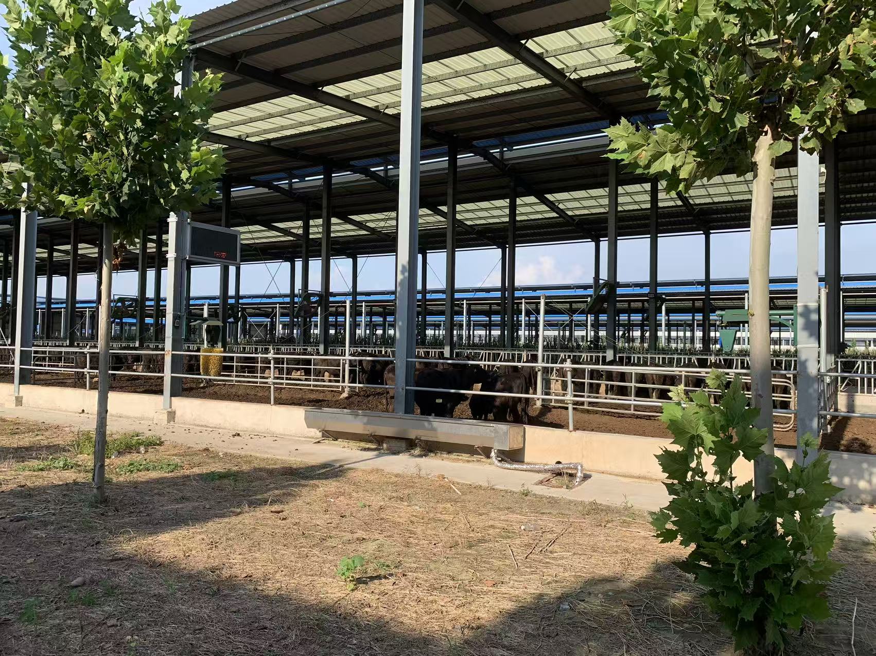 Natural ventilation layout of the cowshed